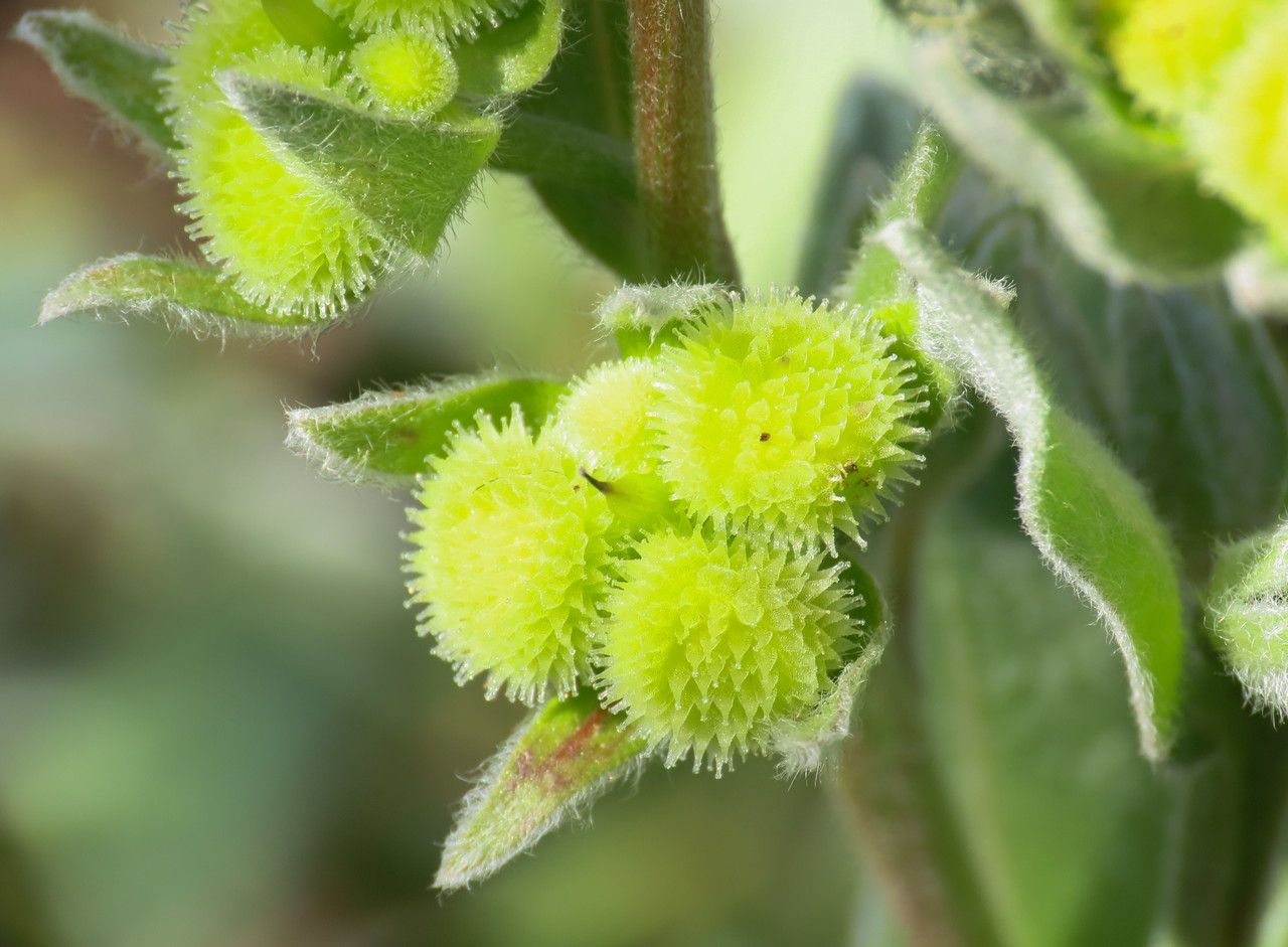 Cynoglossum cheirifolium fruit