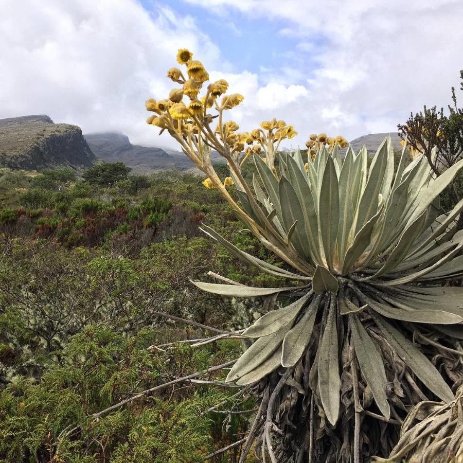 Espeletia boyacensis flower