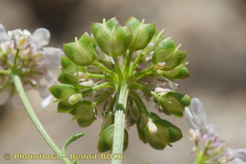 Iberis nazarita fruit