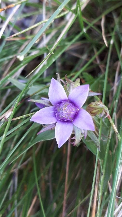 Gentianella anisodonta flower