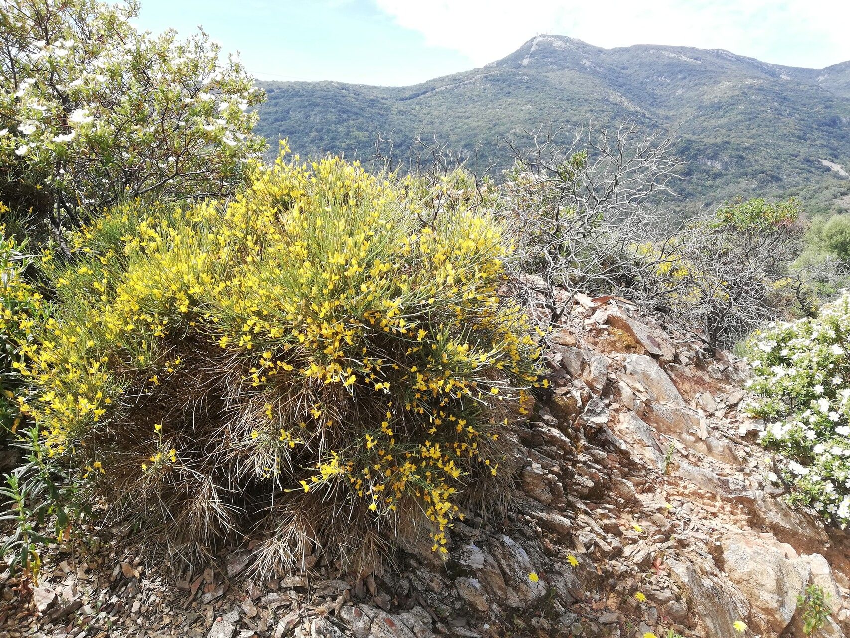 Genista spartioides habit