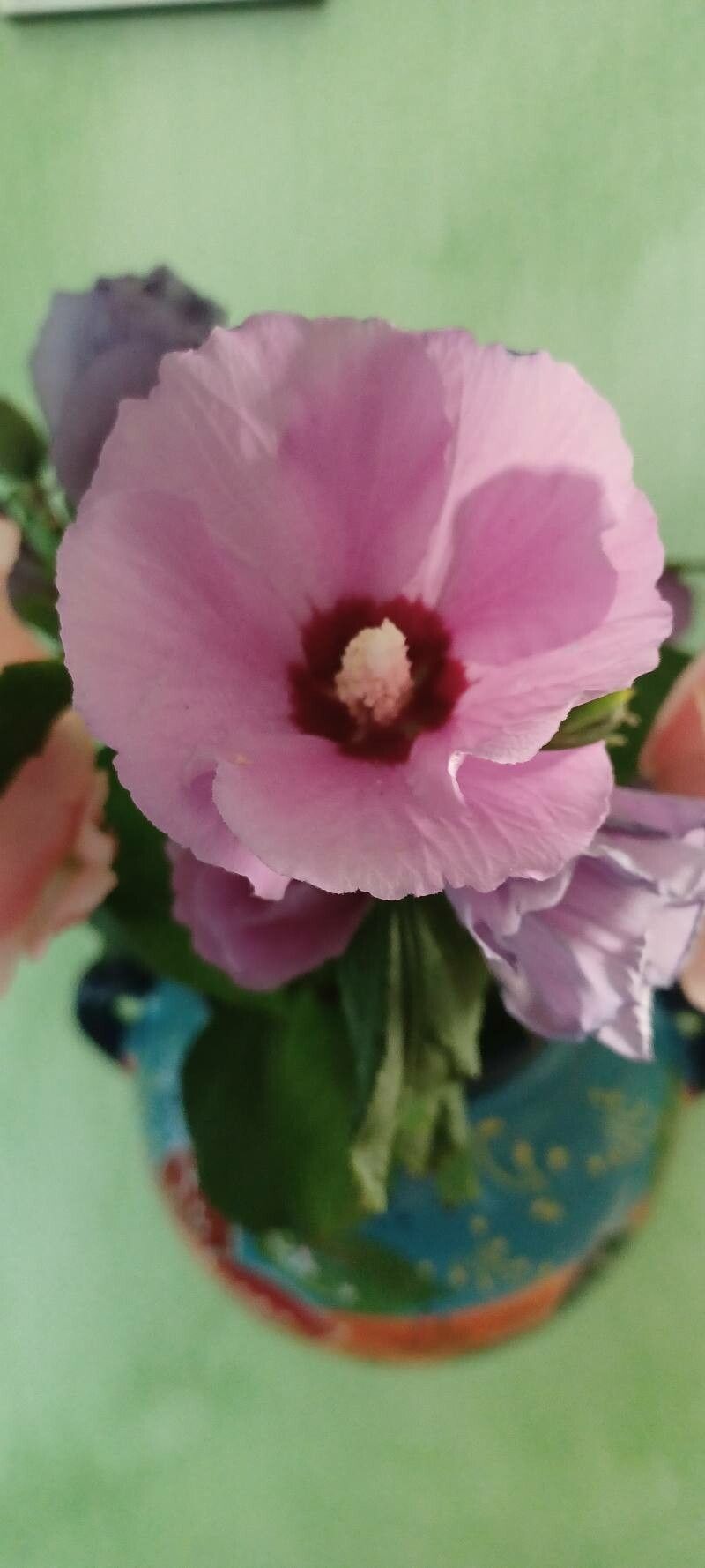 Hibiscus sinosyriacus flower