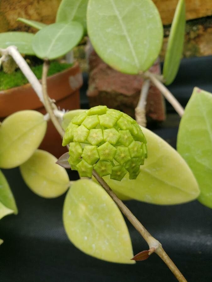 Hoya acuminata flower