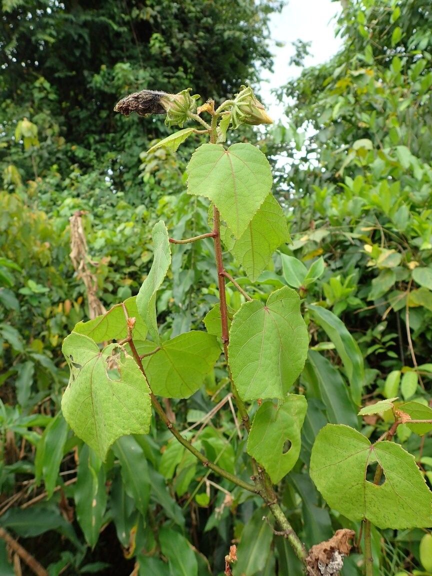 Hibiscus sudanensis — houseplant care guide
