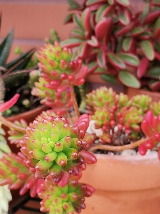 Sedum rubrotinctum flower