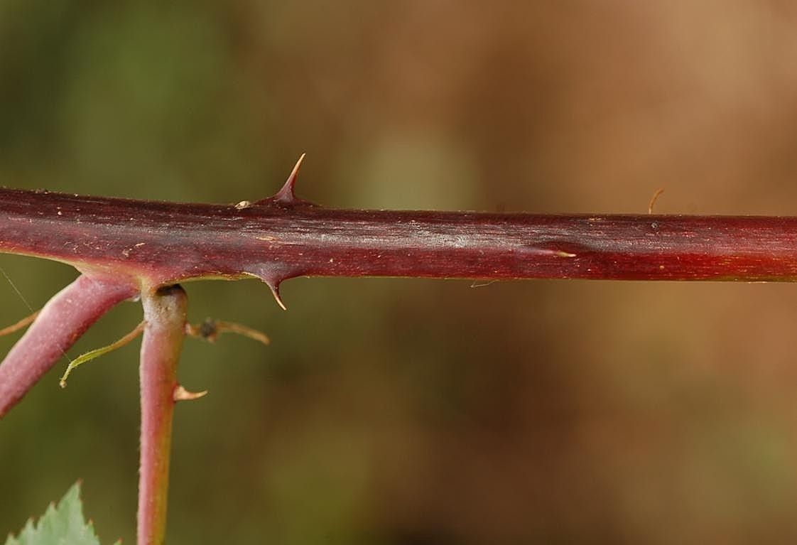 Rubus orthostachys bark