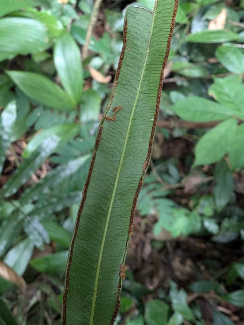 Pteris commutata fruit