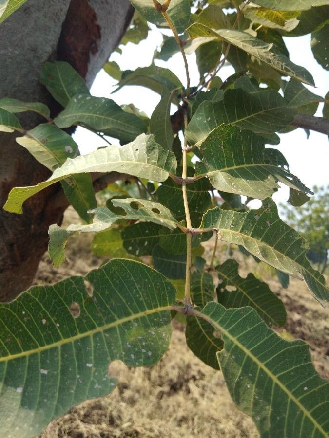 Soymida febrifuga — search result for 'Meliaceae'