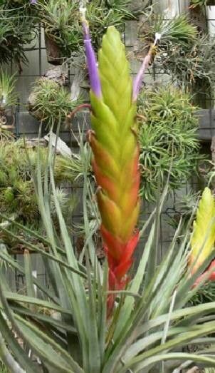 Tillandsia magnispica habit