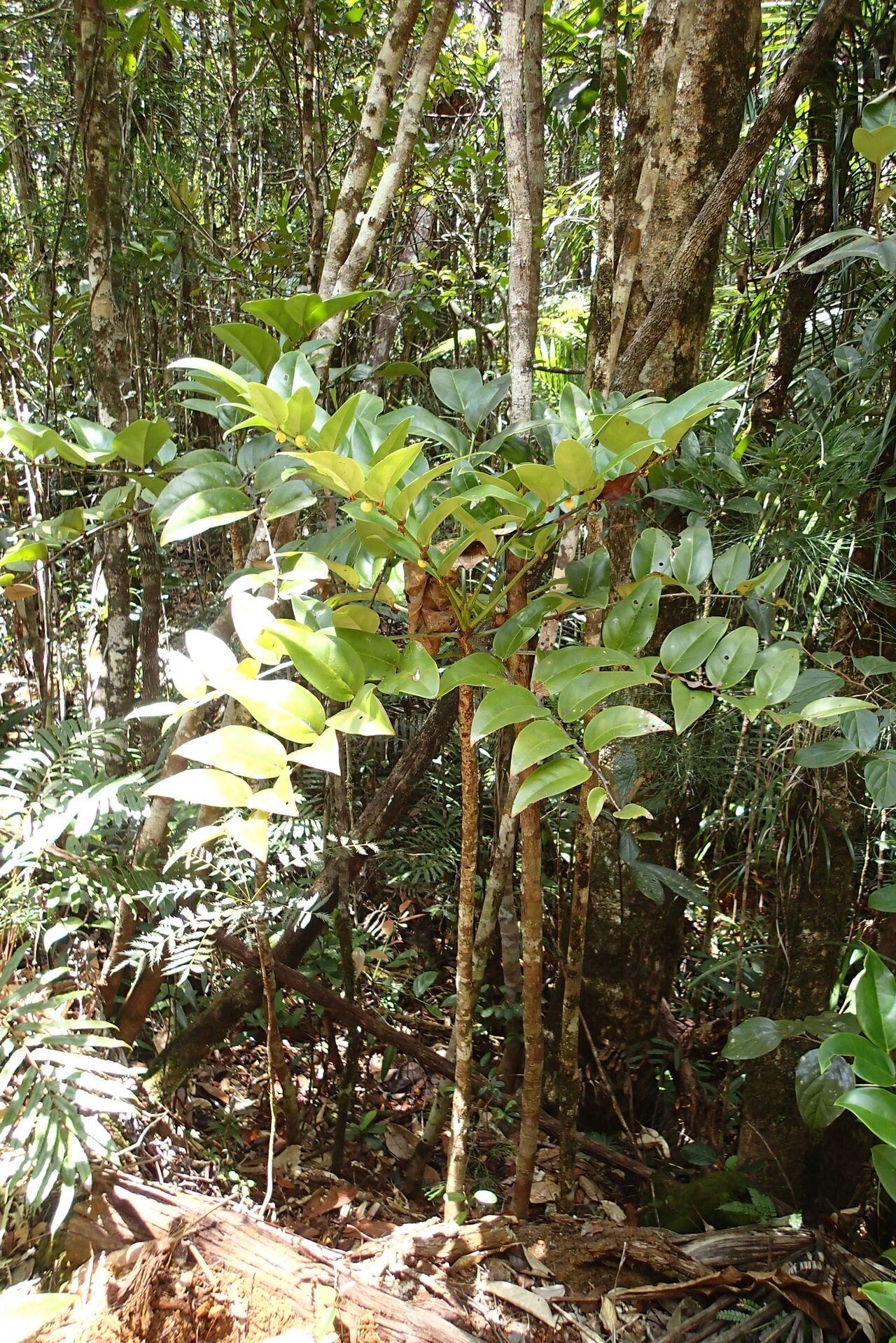 Phyllanthus carlottae habit
