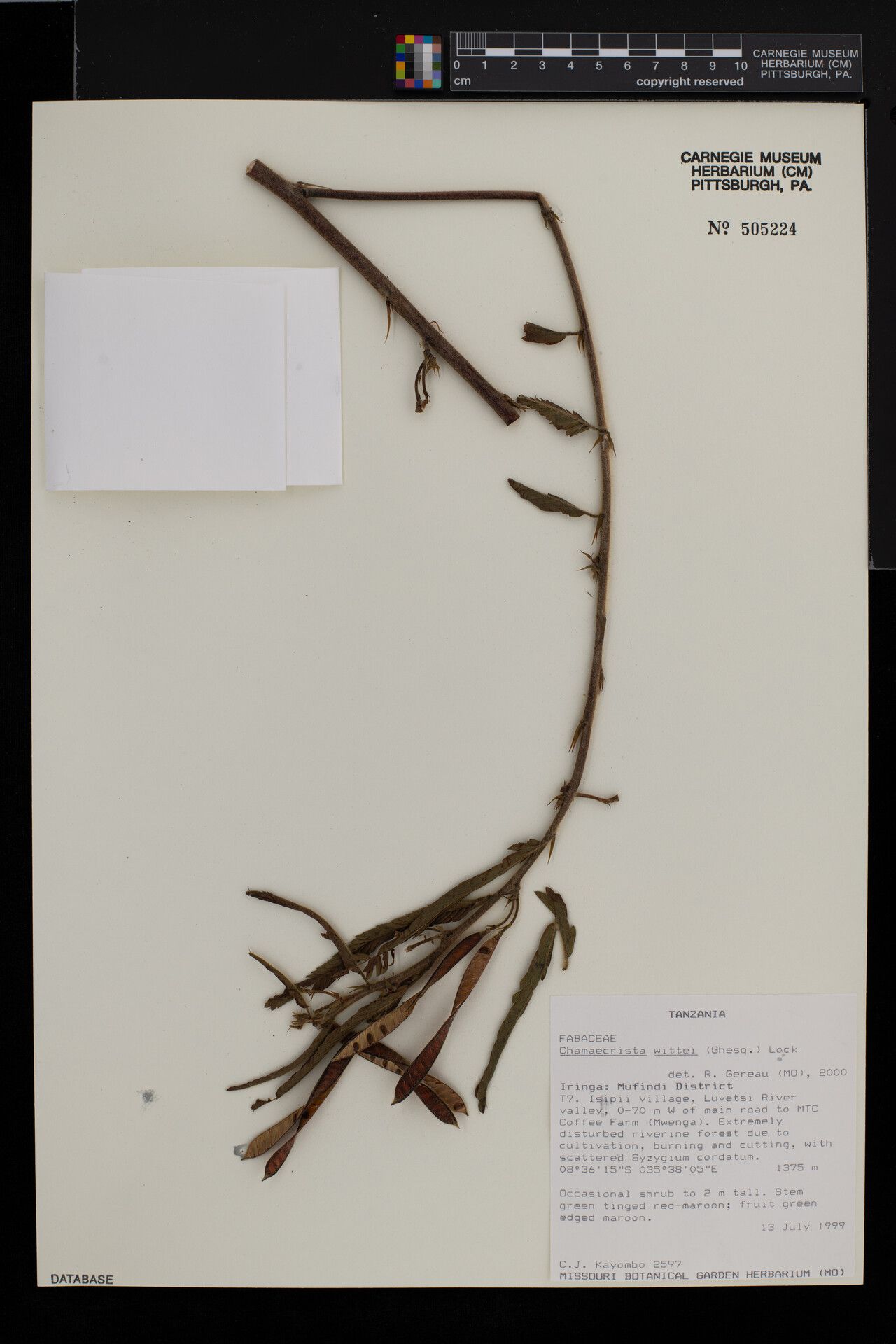 Chamaecrista wittei — houseplant care guide