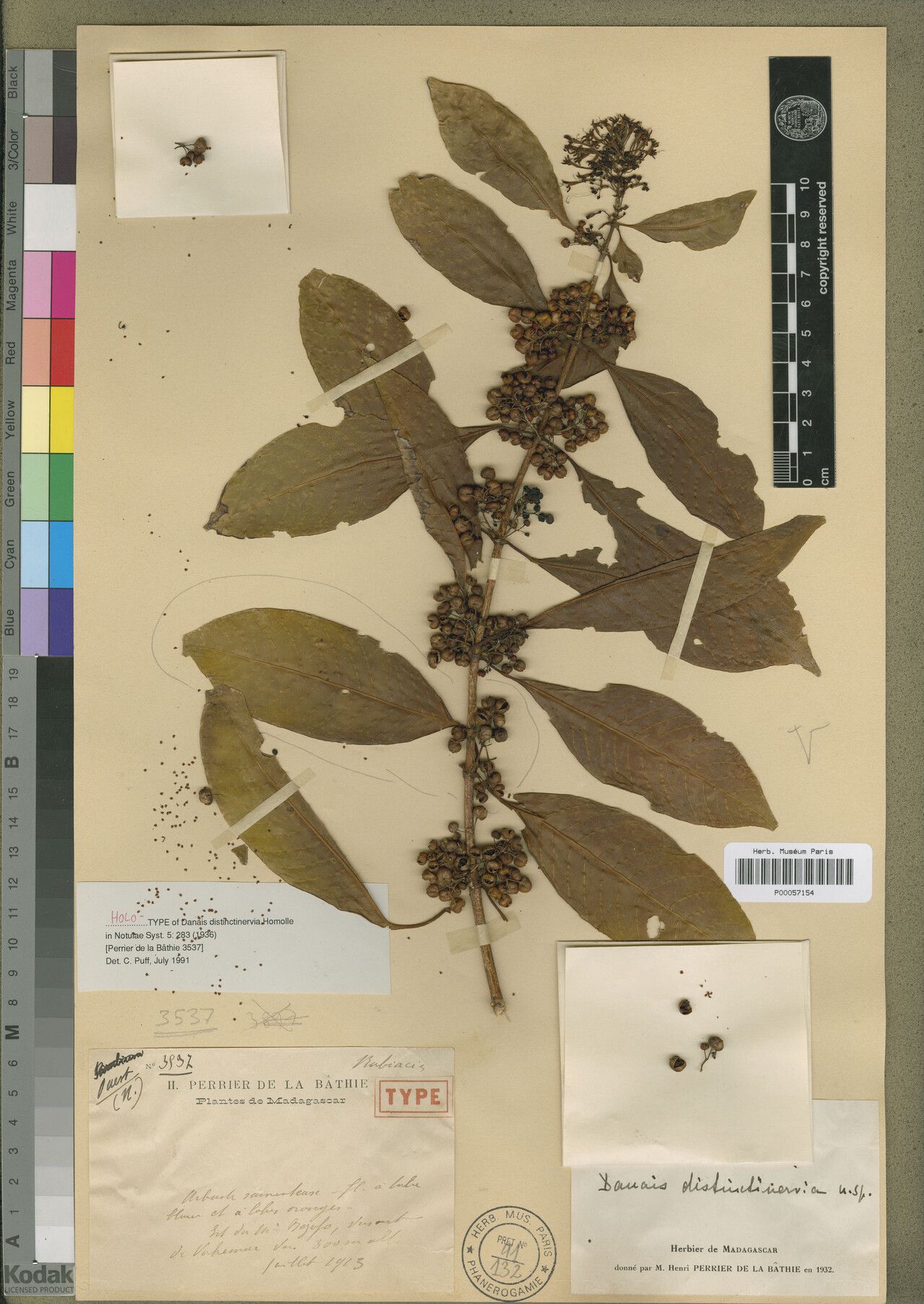 Danais distinctinervia — houseplant care guide