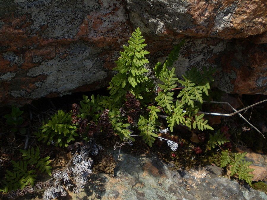 Allosorus guanchicus habit