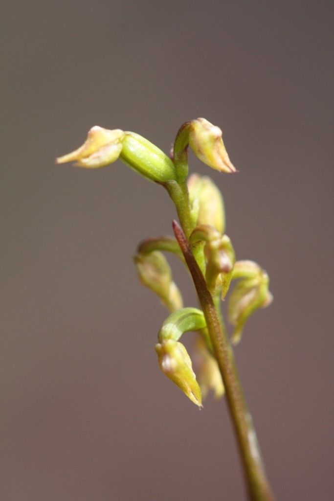 Genoplesium calopterum fruit