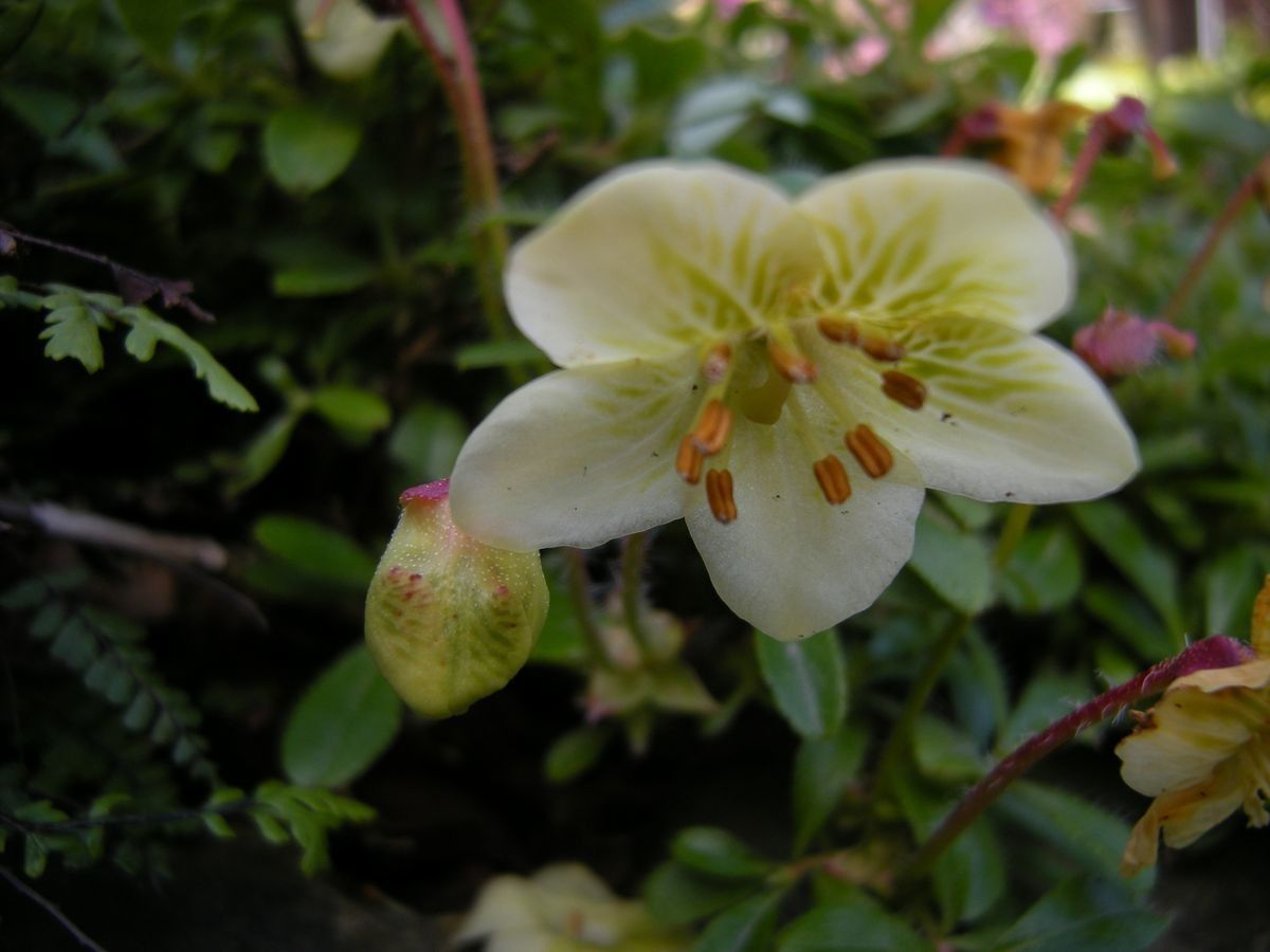 Rhododendron lowndesii flower