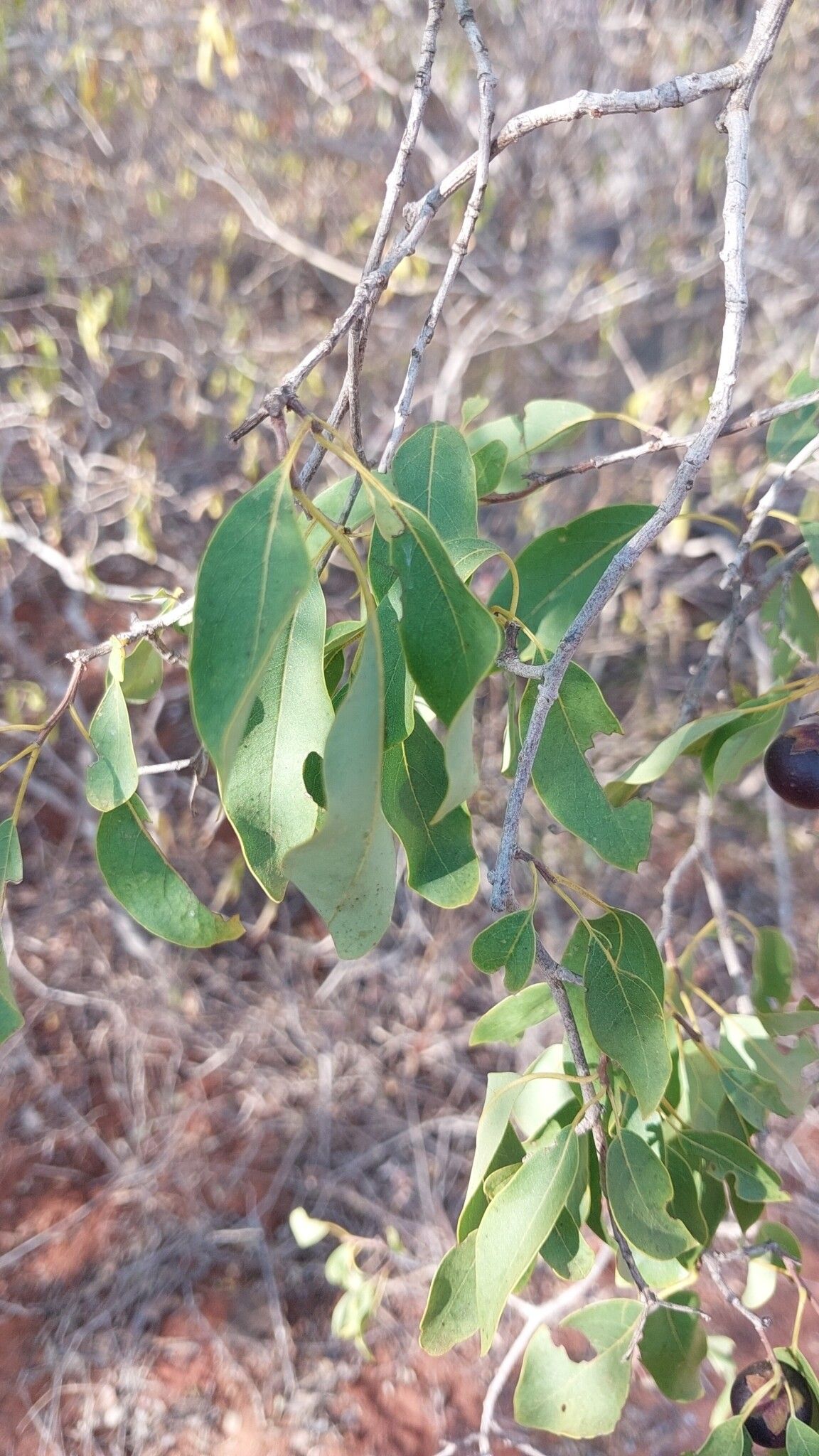 Bourreria bosseri — related species from the same genus