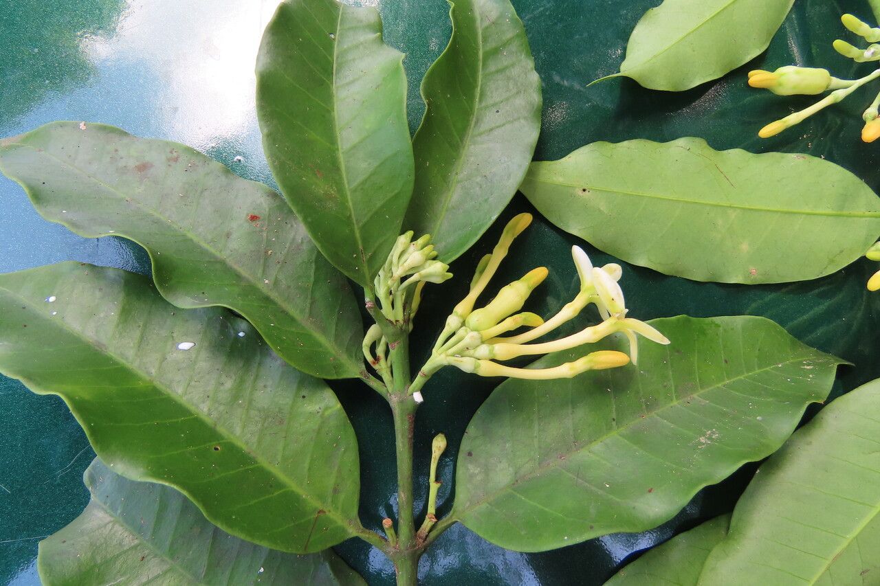 Lacmellea panamensis — search result for 'Nicaragua'