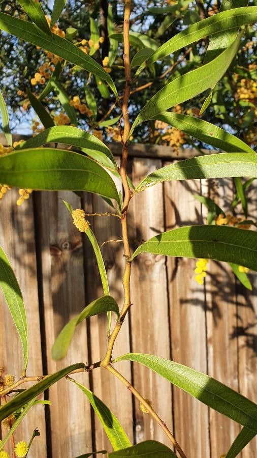 Acacia macradenia — search result for 'Acacia'