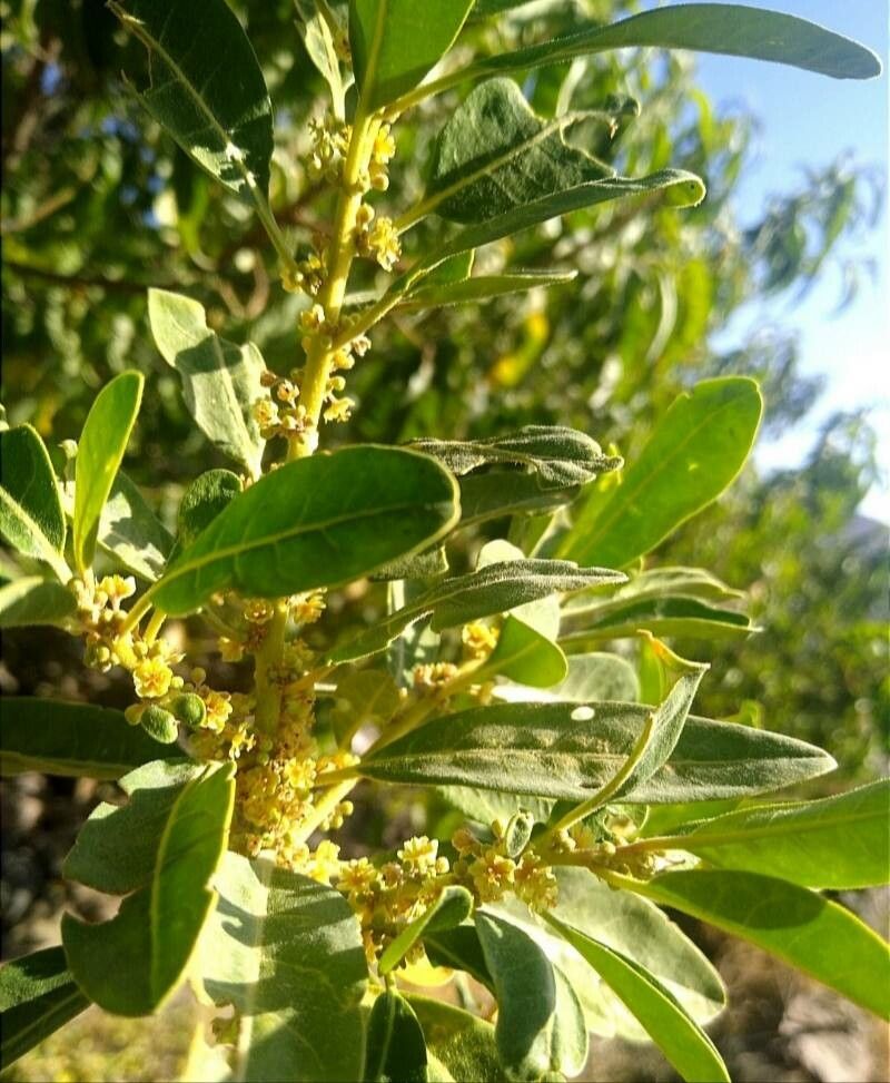 Clutia lanceolata — related species from the same genus