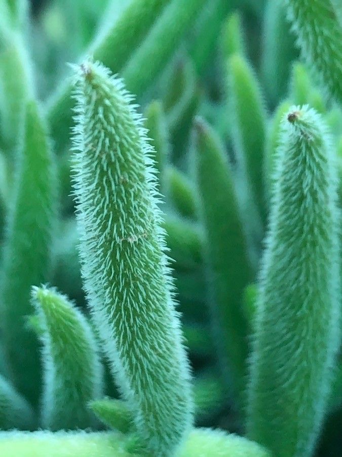 Crassula Mesembryanthemoides leaf