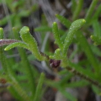 Schkuhria multiflora leaf