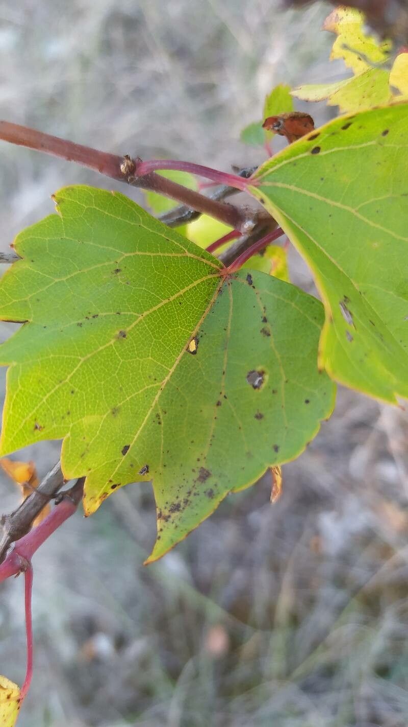 Vitis rupestris leaf