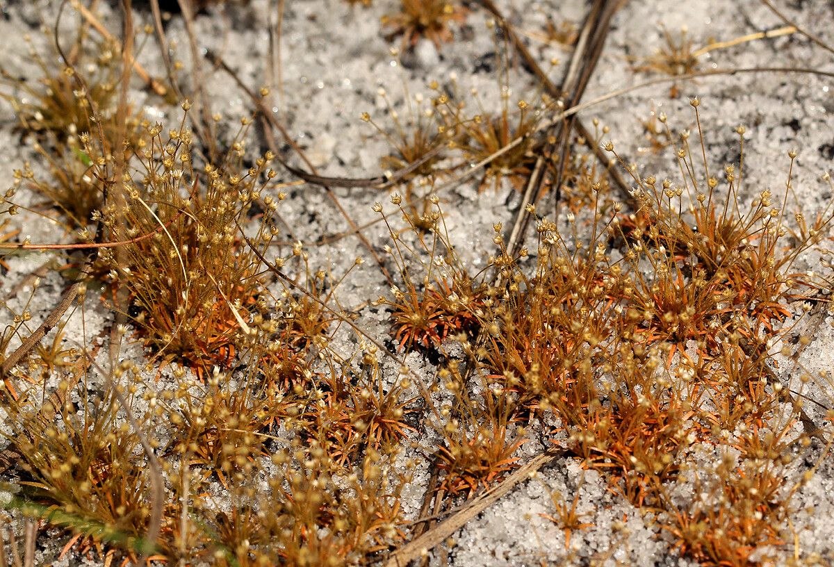 Syngonanthus welwitschii habit