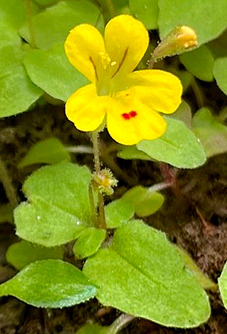 Erythranthe alsinoides — related species from the same genus