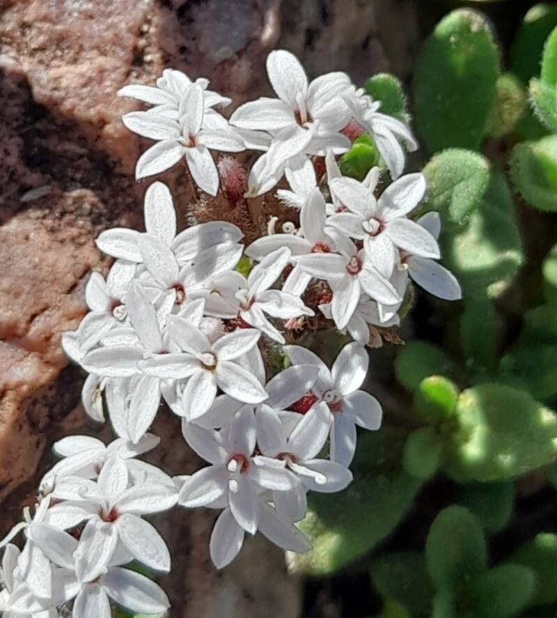Stevia mandonii flower