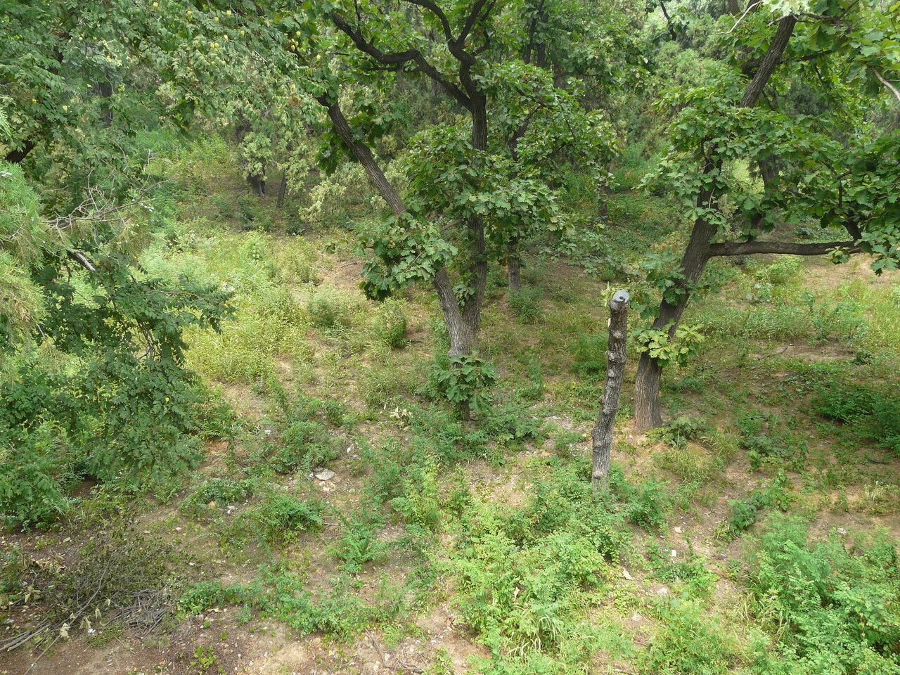 Quercus mongolica habit