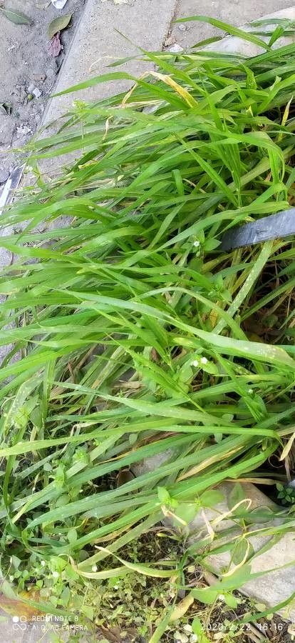 Trachynia distachya — houseplant care guide