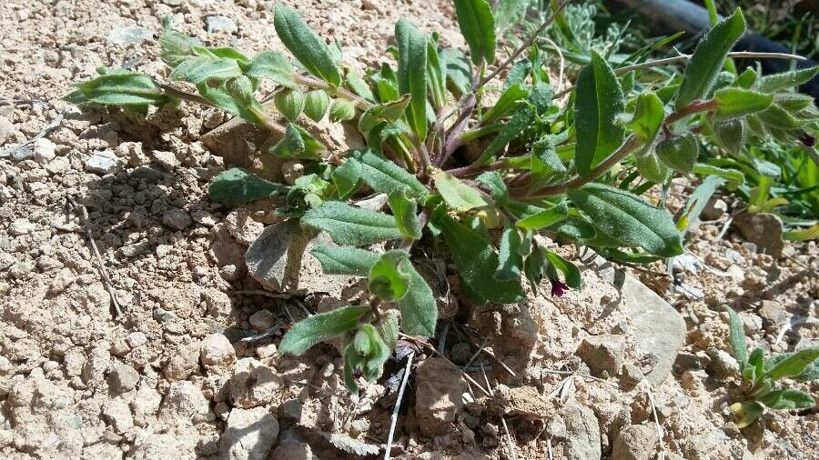 Nonea echioides habit