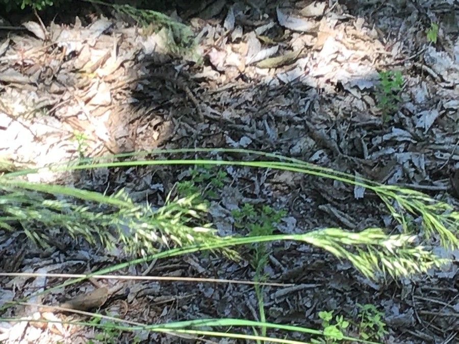 Stipa calamagrostis fruit