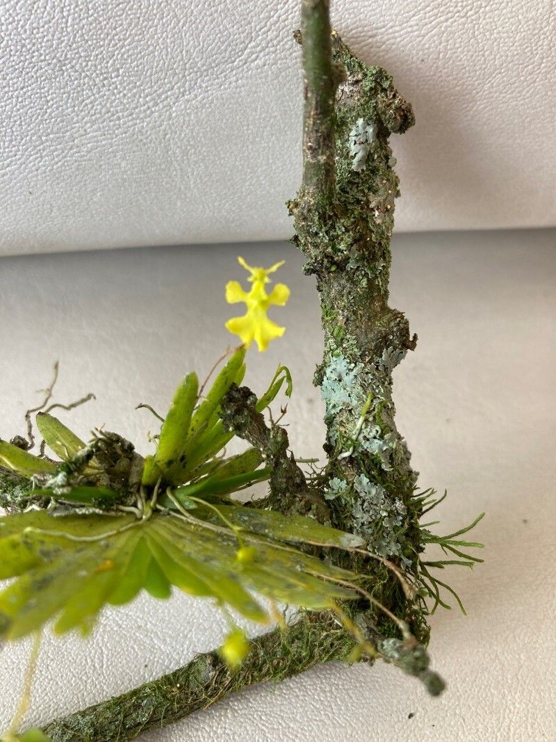 Erycina glossomystax flower