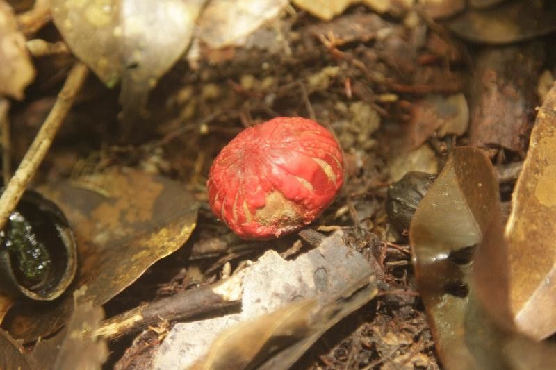 Protium cuneatum — houseplant care guide