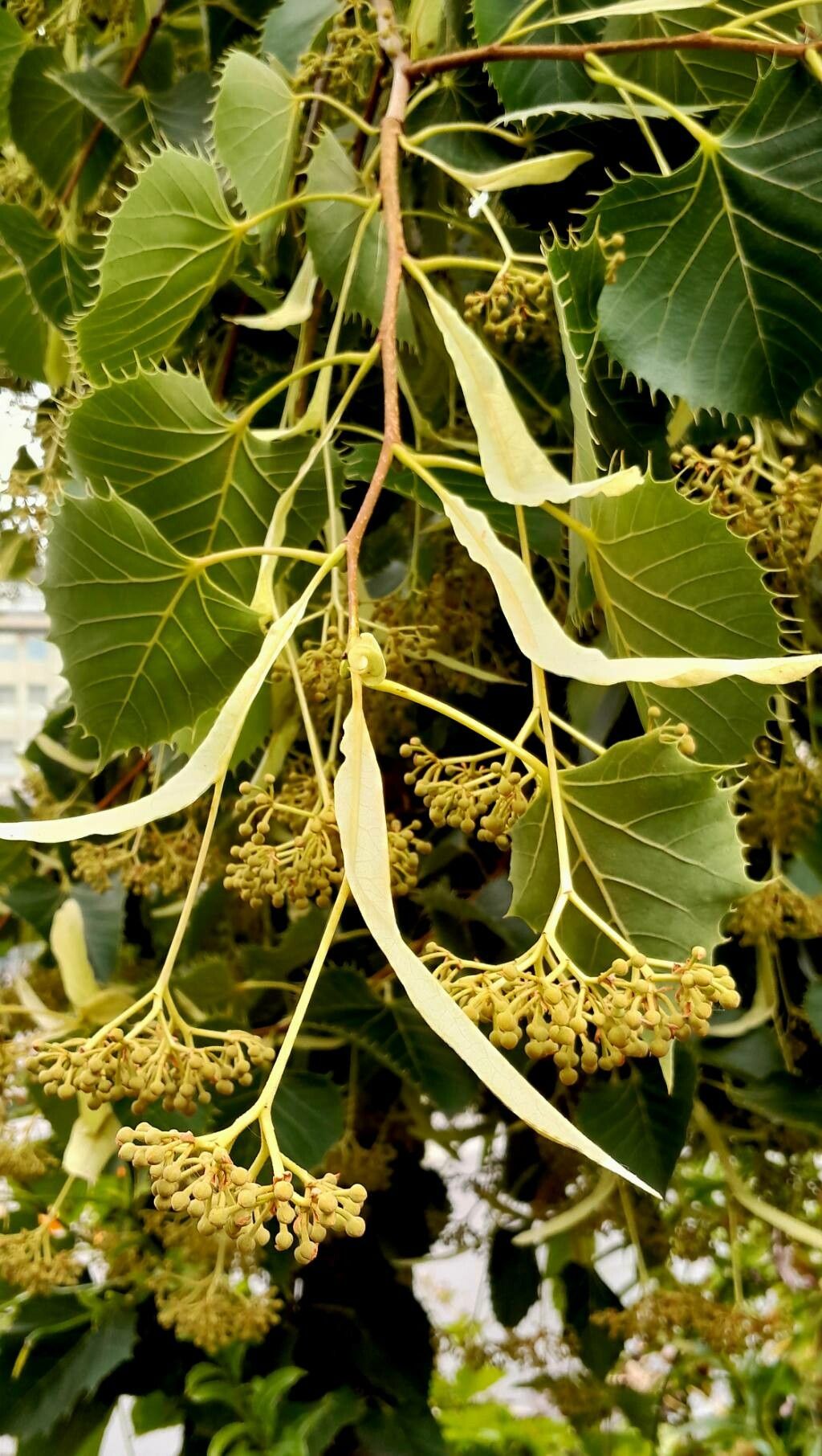 Tilia henryana flower