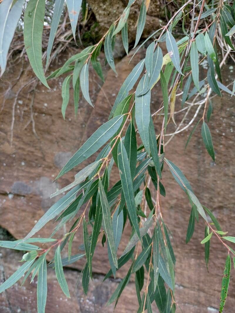 Angophora crassifolia — related species from the same genus