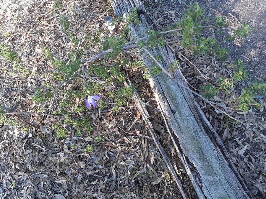 Alyogyne huegelii habit