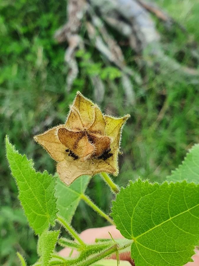 Hibiscus vitifolius fruit