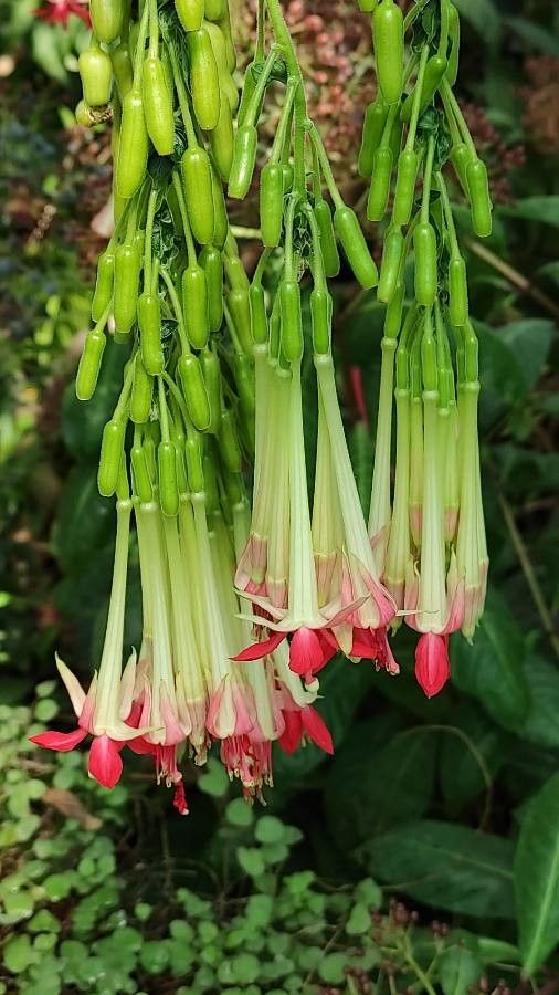 Fuchsia boliviana flower