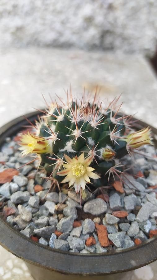Mammillaria compressa flower