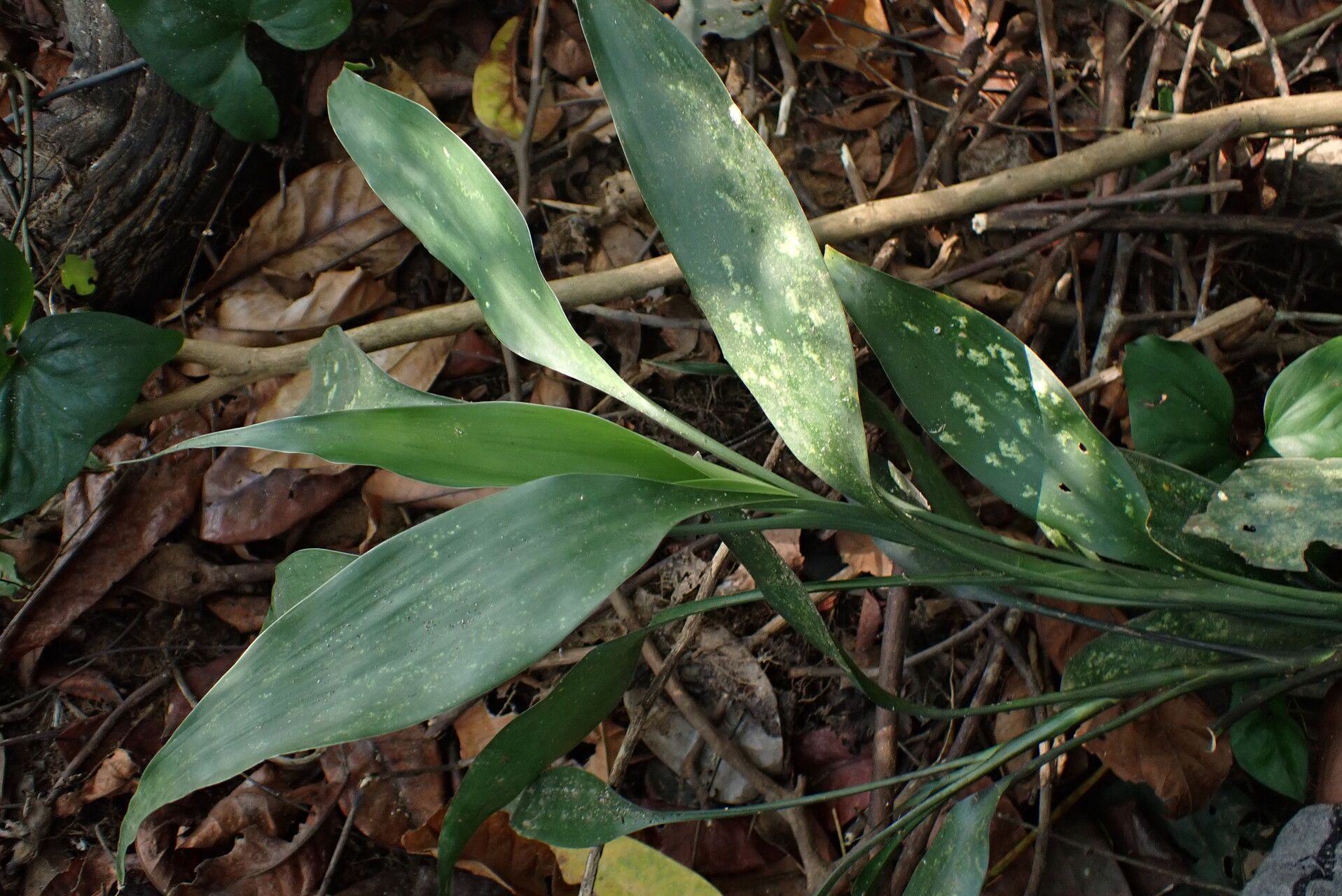 Dracaena poggei — houseplant care guide