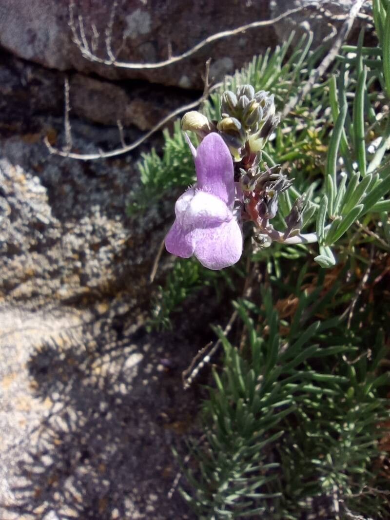 Linaria capraria flower