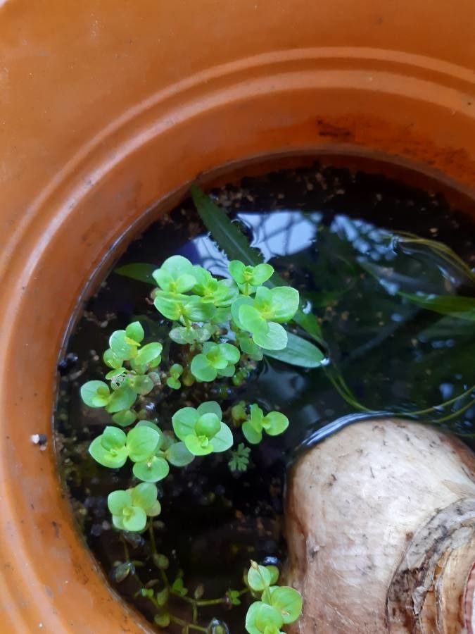 Lindernia rotundifolia — houseplant care guide