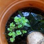 Lindernia rotundifolia