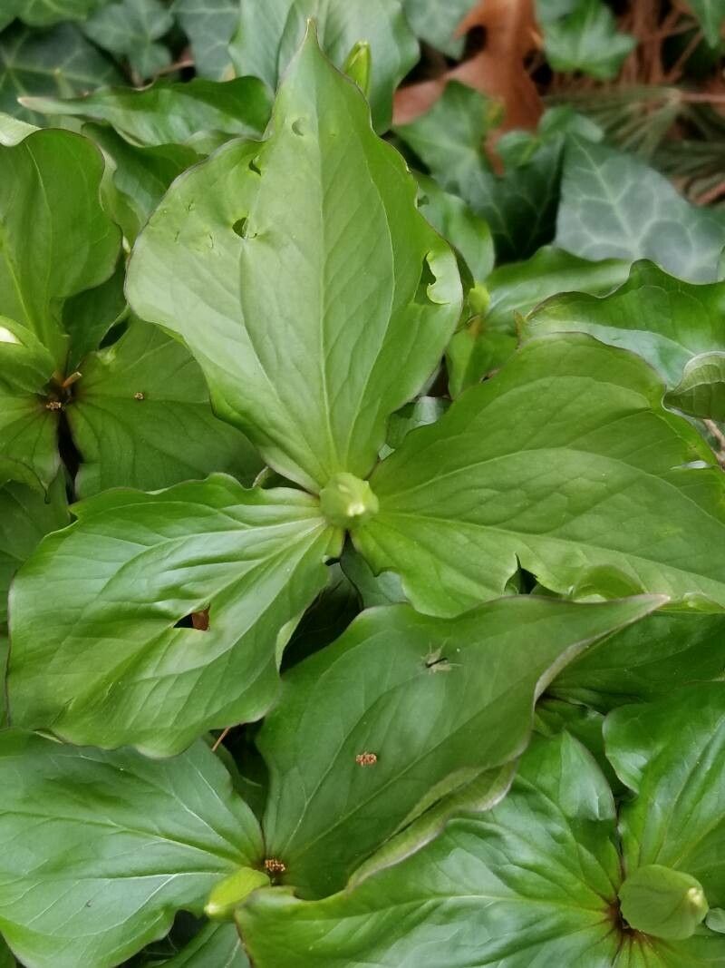 Trillium ovatum — search result for 'Trillium'