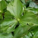 Trillium ovatum