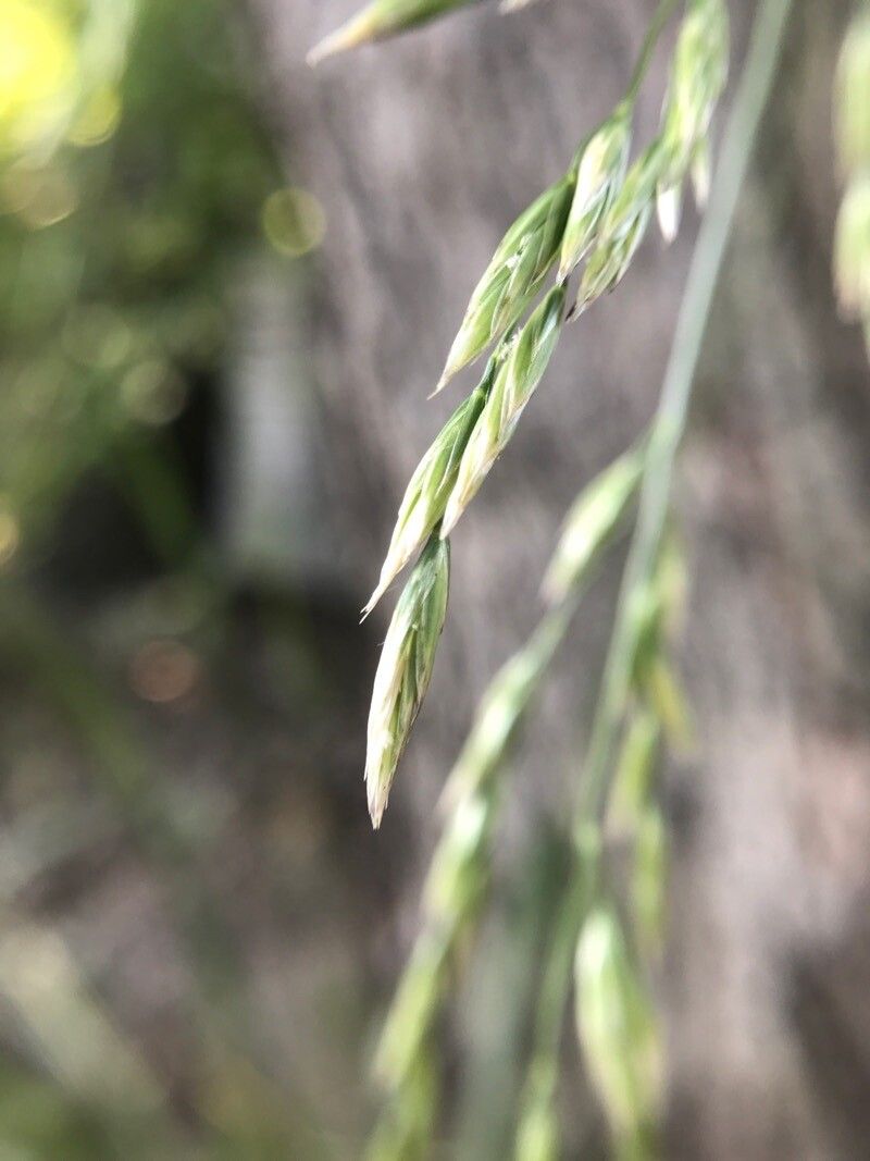 Festuca gigantea flower