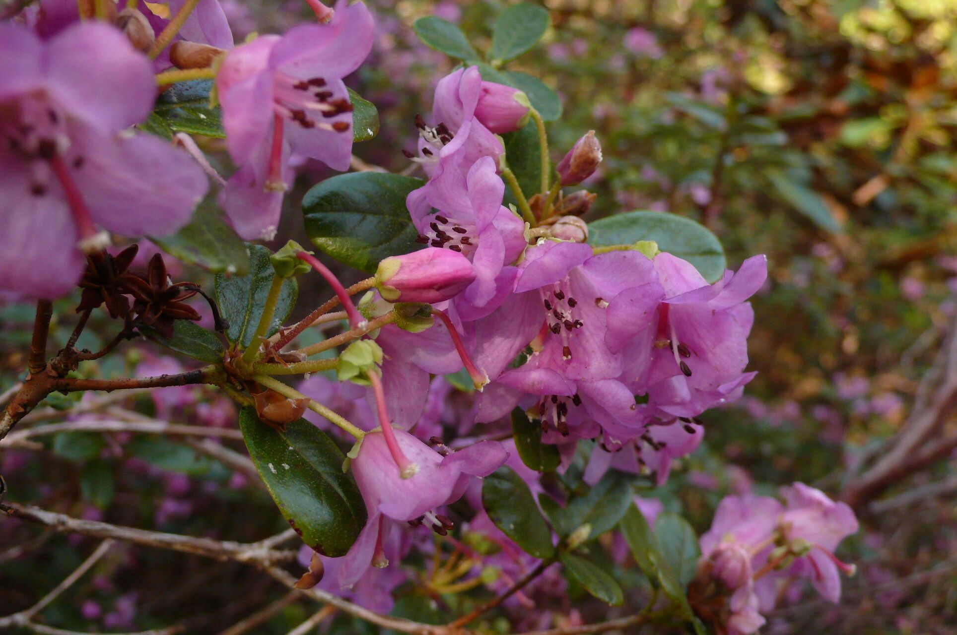 Rhododendron charitopes flower