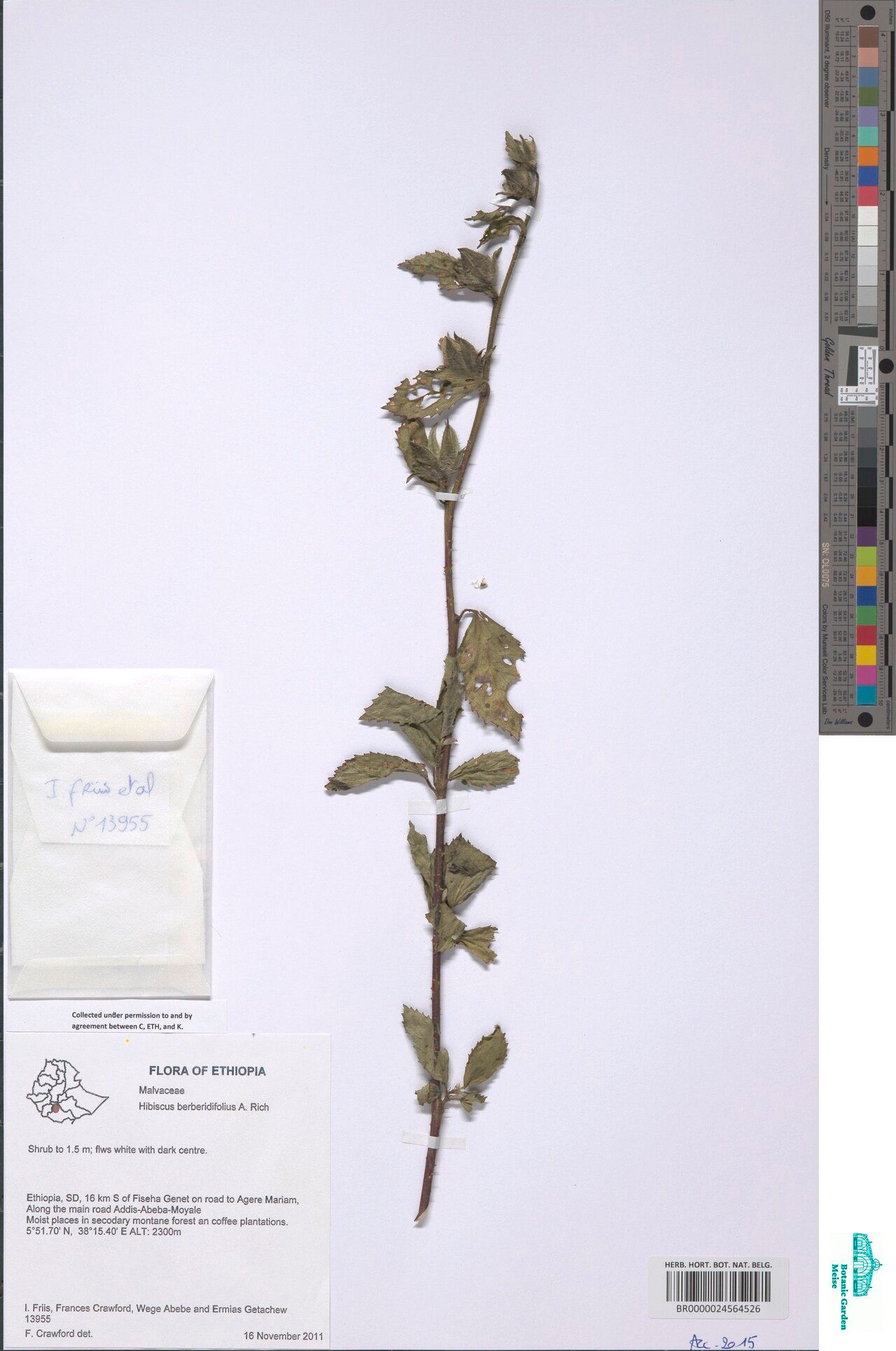 Hibiscus berberidifolius — houseplant care guide